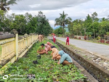 PENANAMAN BIBIT LOMBOK