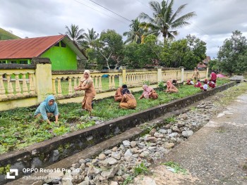PENANAMAN BIBIT LOMBOK